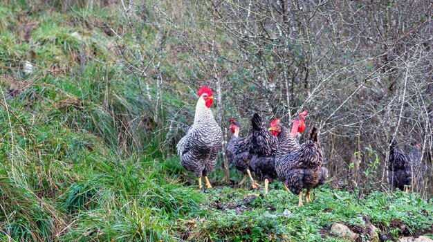 Guide to juego chicken road