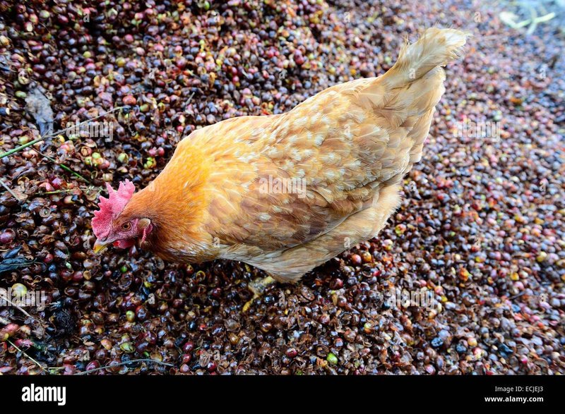Best chicken road in Spain